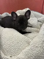 Rusty, a male French Bulldog for sale in Spiro, OK – 3 of 4