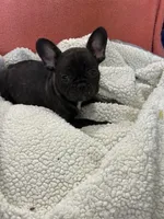 Rusty, a male French Bulldog for sale in Spiro, OK – 2 of 4
