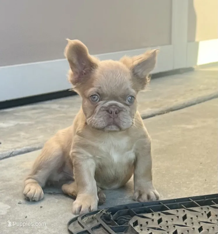 Fluffy – French Bulldog puppy for sale in Spiro, OK