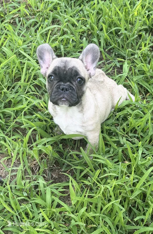 Rene – French Bulldog puppy for sale in Spiro, OK