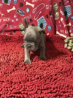 Ezzie, a male French Bulldog for sale in Spiro, OK – 3 of 4