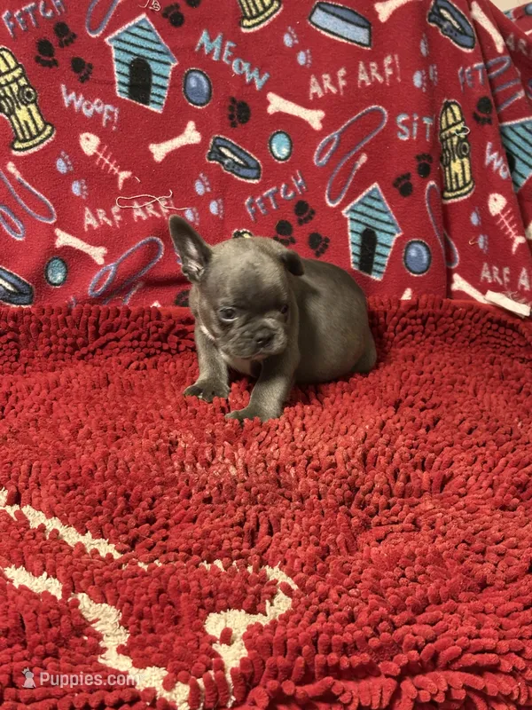 Ezzie – French Bulldog puppy for sale in Spiro, OK