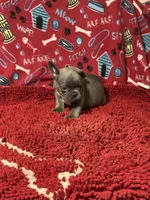 Ezzie, a male French Bulldog for sale in Spiro, OK – 1 of 4