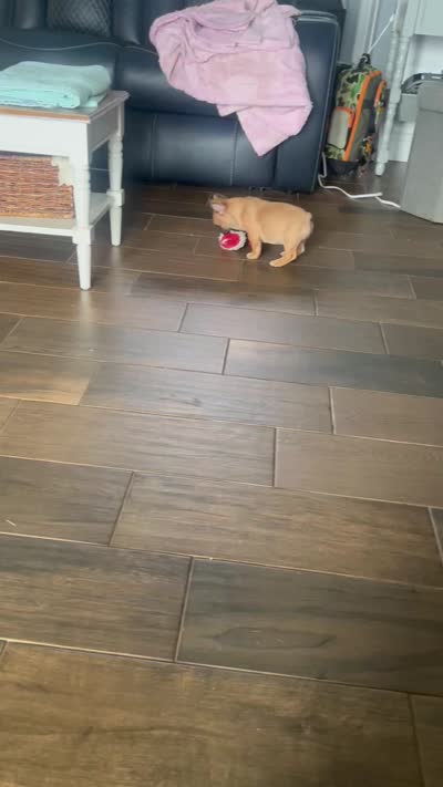 Penny , a female French Bulldog for sale in Spiro, OK – 7 of 8