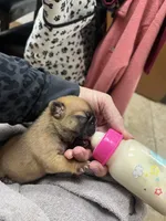 Penny , a female French Bulldog for sale in Spiro, OK – 6 of 8