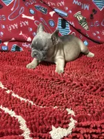 Rocko, a male French Bulldog for sale in Spiro, OK – 2 of 5