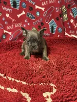 Mikey, a male French Bulldog for sale in Spiro, OK – 4 of 5