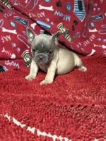 Rocko, a male French Bulldog for sale in Spiro, OK – 3 of 5