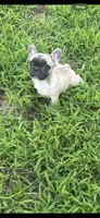 Rene, a female French Bulldog for sale in Spiro, OK – 4 of 4