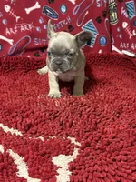 Desi, a male French Bulldog for sale in Spiro, OK – 3 of 3