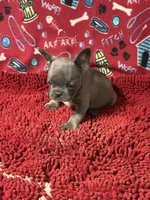Ricky, a male French Bulldog for sale in Spiro, OK – 5 of 5