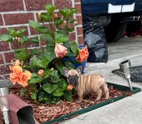 Penny , a female French Bulldog for sale in Spiro, OK – 5 of 8