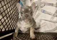 Chewey, a male French Bulldog for sale in Spiro, OK – 4 of 7