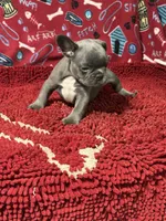 Ezzie, a male French Bulldog for sale in Spiro, OK – 2 of 4