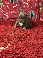 Ezzie, a male French Bulldog for sale in Spiro, OK – 4 of 4