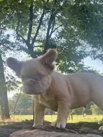 Fluffy, a male French Bulldog for sale in Spiro, OK – 3 of 8