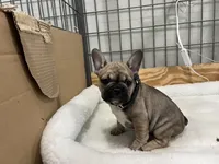 Trouble, a male French Bulldog for sale in Spiro, OK – Photo 7 of 10