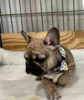 Trouble, a male French Bulldog for sale in Spiro, OK – Photo 4 of 10