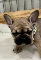 Trouble, a male French Bulldog for sale in Spiro, OK – Photo 1 of 10