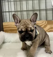 Trouble, a male French Bulldog for sale in Spiro, OK – Photo 2 of 10