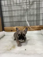 Trouble, a male French Bulldog for sale in Spiro, OK – Photo 3 of 10