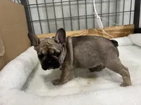 Trouble, a male French Bulldog for sale in Spiro, OK – Photo 10 of 10