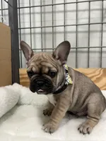 Trouble, a male French Bulldog for sale in Spiro, OK – Photo 6 of 10