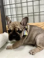 Trouble, a male French Bulldog for sale in Spiro, OK – Photo 5 of 10