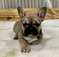 Trouble, a male French Bulldog for sale in Spiro, OK – Photo 9 of 10