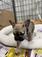 Trouble, a male French Bulldog for sale in Spiro, OK – Photo 8 of 10