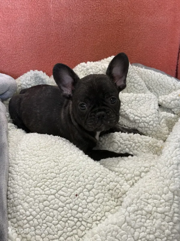 Rusty – French Bulldog puppy for sale in Spiro, OK