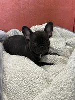Rusty, a male French Bulldog for sale in Spiro, OK – 1 of 4