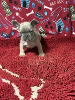 Desi, a male French Bulldog for sale in Spiro, OK – 2 of 3