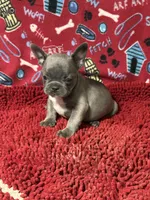 Ricky, a male French Bulldog for sale in Spiro, OK – 3 of 5