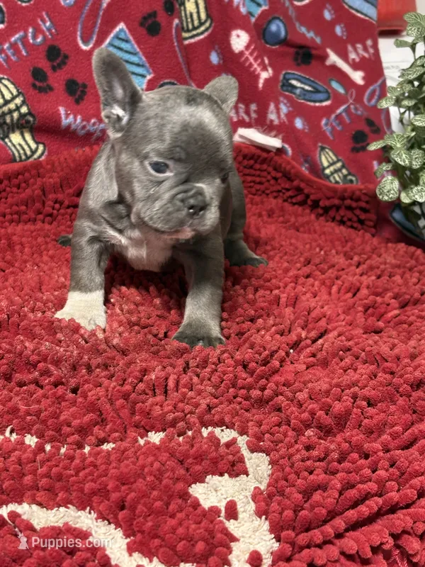 Sophie – French Bulldog puppy for sale in Spiro, OK
