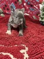Sophie, a female French Bulldog for sale in Spiro, OK – 1 of 4