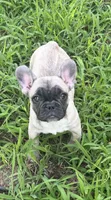 Rene, a female French Bulldog for sale in Spiro, OK – 2 of 4