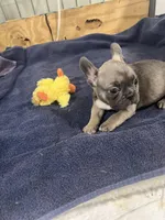 Hoppy, a female French Bulldog for sale in Spiro, OK – Photo 4 of 6