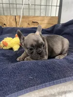 Hoppy, a female French Bulldog for sale in Spiro, OK – Photo 3 of 6
