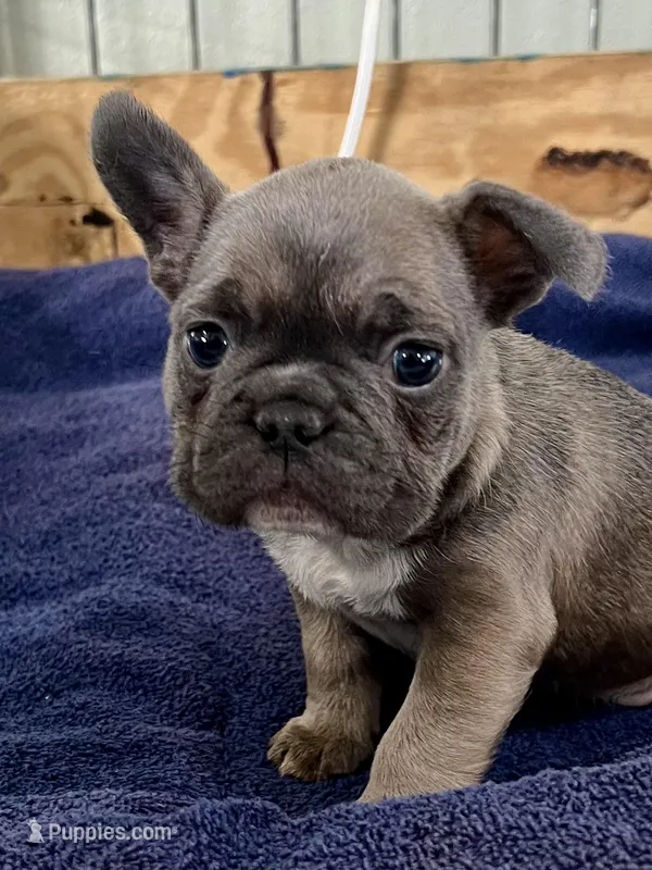 Hoppy – French Bulldog puppy for sale in Spiro, OK