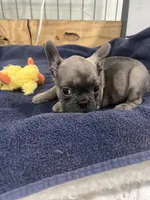 Hoppy, a female French Bulldog for sale in Spiro, OK – Photo 2 of 6