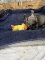 Hoppy, a female French Bulldog for sale in Spiro, OK – Photo 6 of 6
