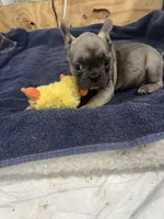 Hoppy, a female French Bulldog for sale in Spiro, OK – Photo 5 of 6