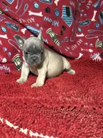 Rocko, a male French Bulldog for sale in Spiro, OK – 4 of 5