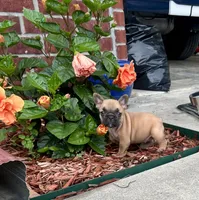 Penny , a female French Bulldog for sale in Spiro, OK – 3 of 8