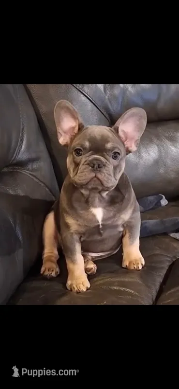 Matt – French Bulldog puppy for sale in Spiro, OK