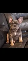 Matt, a male French Bulldog for sale in Spiro, OK – 1 of 2