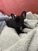 Rusty, a male French Bulldog for sale in Spiro, OK – 4 of 4