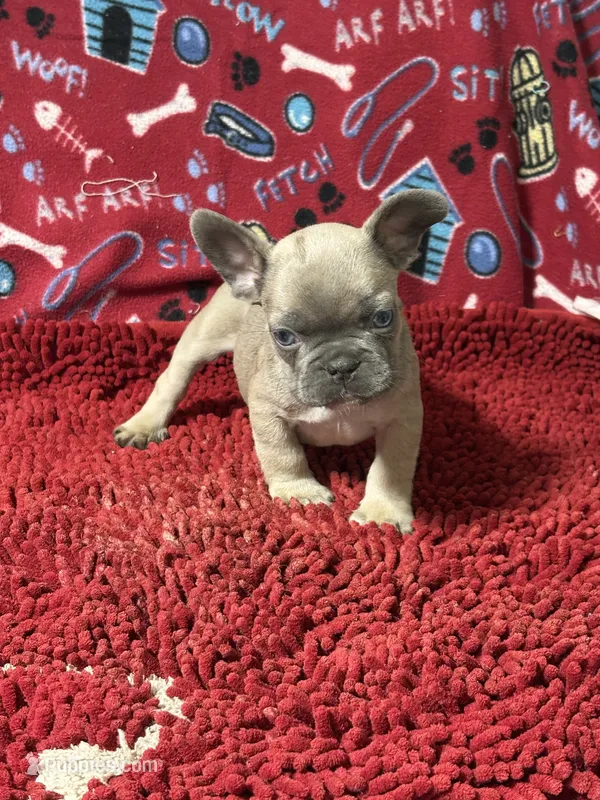 Desi – French Bulldog puppy for sale in Spiro, OK