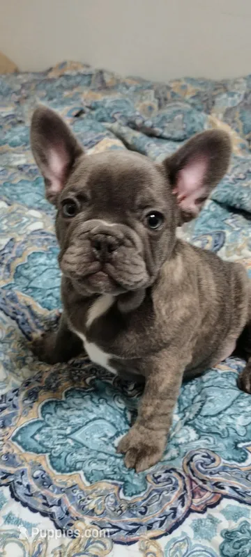 Water Boy, a male French Bulldog for sale in Spiro, OK – 1 of 1